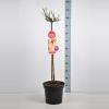 Grootbloemige roos op stam Parfum de Nature (rosa "Acapella"&reg;)
