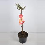 Grootbloemige roos op stam Parfum de Nature (rosa "Duftfestival"&reg;)