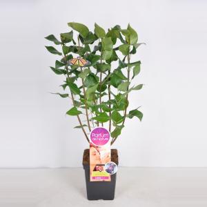 Sering (syringa vulgaris "Michel Buchner"Parfum de Nature) Sering (syringa vulgaris "Michel Buchner"Parfum de Nature)