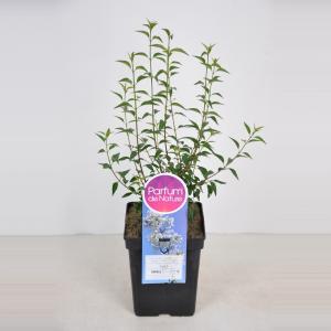 Dwergering (syringa persica "Alba") Dwergering (syringa persica "Alba")