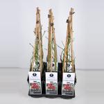 Klimroos (rosa "Florentina"&reg;)