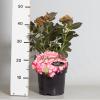 Hydrangea Macrophylla "Miss Saori"&reg; boerenhortensia