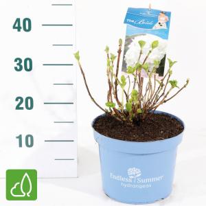 Hydrangea Macrophylla "Endless Summer White"® boerenhortensia Hydrangea Macrophylla "Endless Summer White"® boerenhortensia