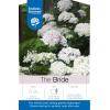 Hydrangea Macrophylla "Endless Summer White"&reg; boerenhortensia