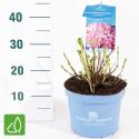 Hydrangea Macrophylla "Endless Summer Pink"&reg; boerenhortensia