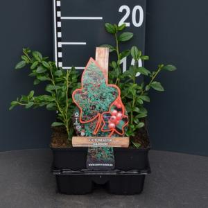 Dwergmispel (cotoneaster dammeri "Radicans") bodembedekker Dwergmispel (cotoneaster dammeri "Radicans") bodembedekker