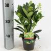 Skimmia (Skimmia Japonica &ldquo;Finchy&rdquo;&reg;) heester
