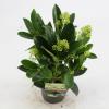 Skimmia (Skimmia Japonica &ldquo;Finchy&rdquo;&reg;) heester