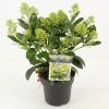 Skimmia (Skimmia Japonica &ldquo;Finchy&rdquo;&reg;) heester