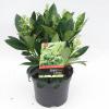 Skimmia (Skimmia Japonica &ldquo;Finchy&rdquo;&reg;) heester