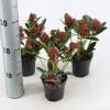 Skimmia (Skimmia Japonica &ldquo;Red Dwarf&rdquo;&reg;) heester