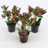 Skimmia (Skimmia Japonica &ldquo;Red Dwarf&rdquo;&reg;) heester