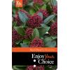 Skimmia (Skimmia Japonica &ldquo;Red Dwarf&rdquo;&reg;) heester