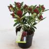 Skimmia (Skimmia Japonica &ldquo;Red Dwarf&rdquo;&reg;) heester