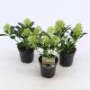 Skimmia (Skimmia Japonica &ldquo;White Dwarf&rdquo;&reg;) heester