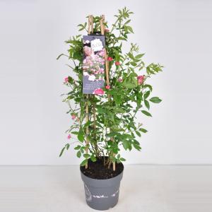 Trosroos (rosa rosy boom "Pink"®) Trosroos (rosa rosy boom "Pink"®)