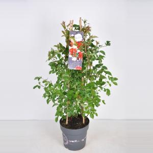 Trosroos (rosa rosy boom "Red"®) Trosroos (rosa rosy boom "Red"®)