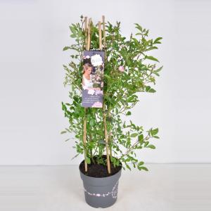 Trosroos (rosa rosy boom "Rose"®) Trosroos (rosa rosy boom "Rose"®)
