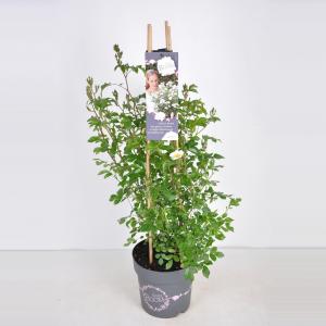 Trosroos (rosa rosy boom "White"®) Trosroos (rosa rosy boom "White"®)