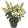 Hydrangea Paniculata "Magical Vesuvio"&reg; pluimhortensia