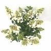 Hydrangea Paniculata "Magical Vesuvio"&reg; pluimhortensia