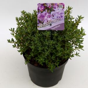 Dwerg rododendron (Rhododendron "Lavendula") heester Dwerg rododendron (Rhododendron "Lavendula") heester