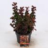 Druifheide (Leucothoe axillaris &ldquo;Curly Red&rdquo;&reg;) heester