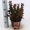 Druifheide (Leucothoe axillaris &ldquo;Curly Red&rdquo;&reg;) heester