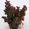 Druifheide (Leucothoe axillaris &ldquo;Curly Red&rdquo;&reg;) heester