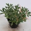Rotsheide (Pieris &ldquo;Flaming Silver&rdquo;) heester