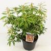Rotsheide (Pieris &ldquo;Forest Flame&rdquo;) heester