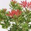 Rotsheide (Pieris Japonica &ldquo;Carnaval&rdquo;) heester