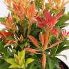 Rotsheide (Pieris Japonica &ldquo;Mountain Fire&rdquo;) heester