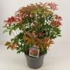Rotsheide (Pieris Japonica &ldquo;Mountain Fire&rdquo;) heester