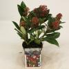 Skimmia (Skimmia Japonica &ldquo;Rubella&rdquo;) heester