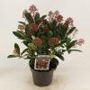 Skimmia (Skimmia Japonica &ldquo;Rubella&rdquo;) heester