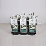 Engelse roos (rosa "Tranquillity"&reg;)