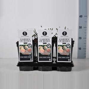 Trosroos (rosa "Garden of Roses"®) Trosroos (rosa "Garden of Roses"®)