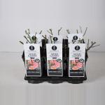 Trosroos (rosa "Mind Games"&reg;)