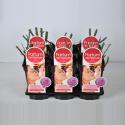 Grootbloemige roos Parfum de Nature (rosa "Blackberry Nip"&reg; Parfum de Nature)