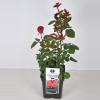 Grootbloemige roos (rosa "Grande Amore"&reg;)