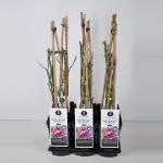 Klimroos (rosa "Rhapsody in Blue"&reg;) 