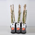 Klimroos (rosa "Westerland"&reg;)