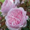 Engelse klimroos (rosa "Olivia Rose Austin"&reg;)