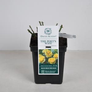 Engelse roos (rosa "The Poet's Wife"®) Engelse roos (rosa "The Poet's Wife"®)