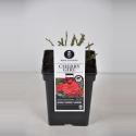 Trosroos (rosa "Cherry Girl"&reg;)
