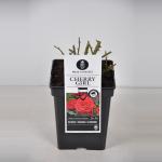 Trosroos (rosa "Cherry Girl"&reg;)