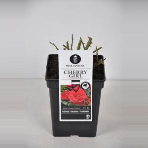 Trosroos (rosa "Cherry Girl"®) Trosroos (rosa "Cherry Girl"®)