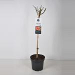 Persica roos op stam (rosa Persica "For your Eyes only"&reg;) 