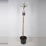 Treurroos op stam 110 cm (rosa "Jasmina"&reg;) 